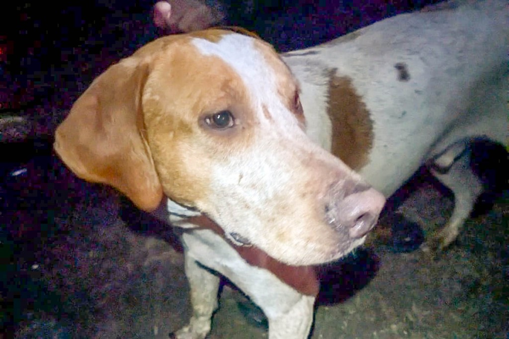 The dog was whimpering on the mountains. Photo: NNPMRT