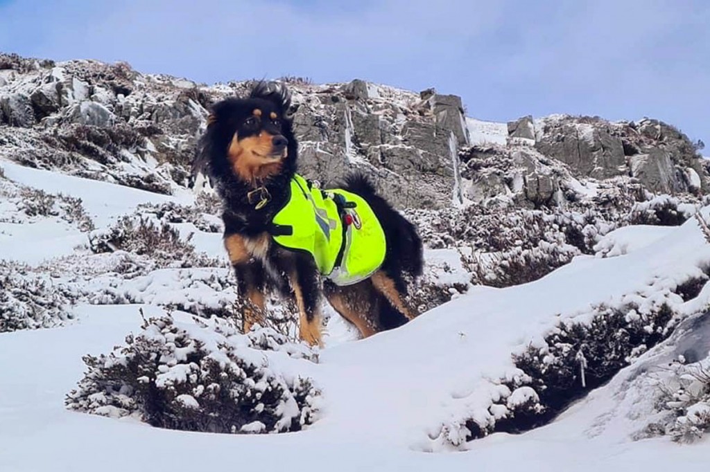 Search dog Bramble. Photo: NNPMRT