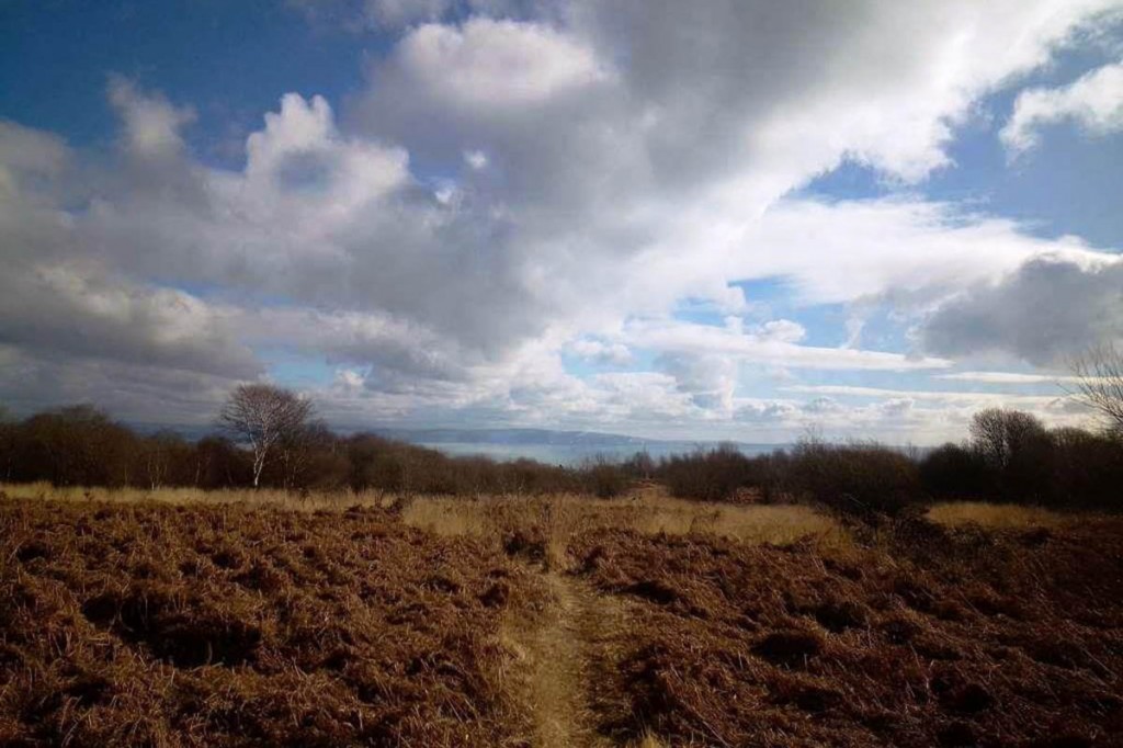 The threatened land at Clyne Common. Photo: Michael Crafer