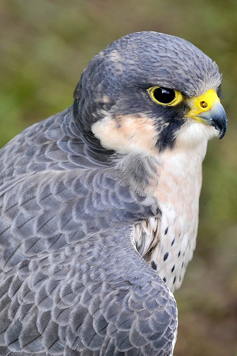 grough-peak-district-boss-appalled-at-death-of-peregrine-falcon