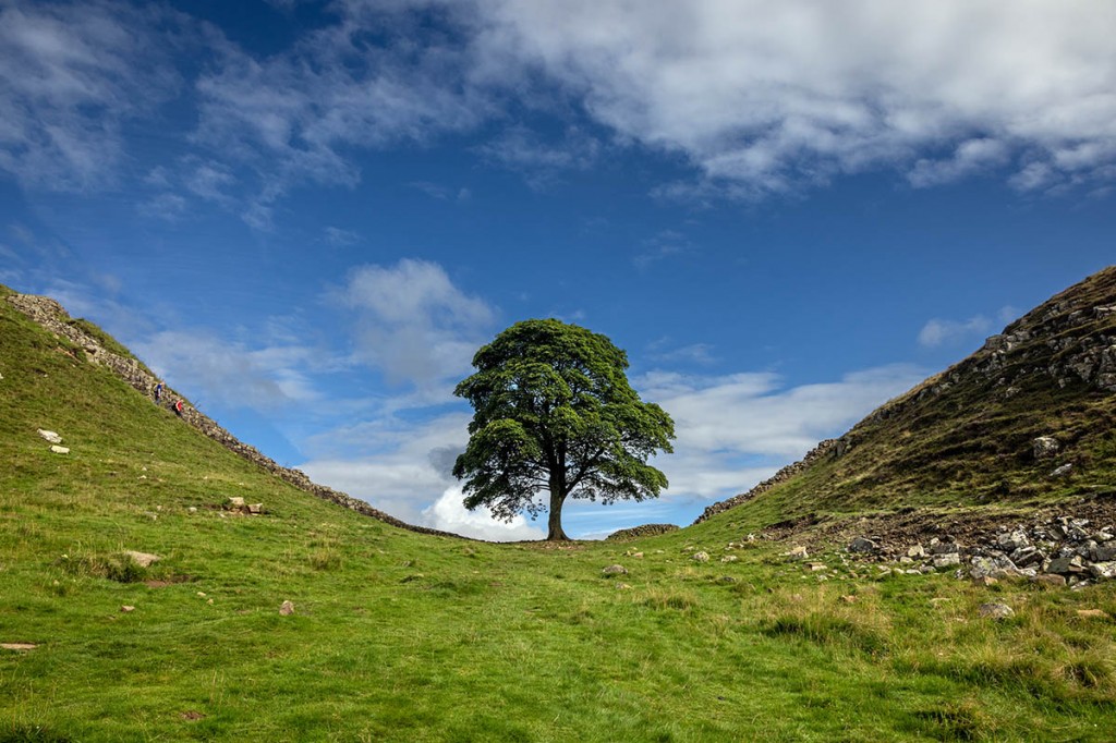 Sycamore Gap, before the tree was felled. Photo: Bob Smith Photography