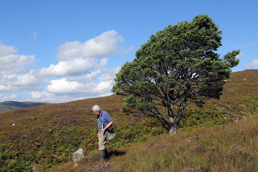 Peter Chandler hunts for fungus gnats