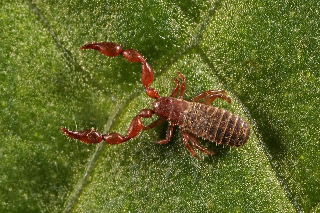 The knotty shining claw or pseudscorpion