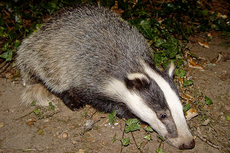 Criminals may be targeting badgers during the breeding season, police said. Photo: BadgerHero CC-BY-SA-3.0